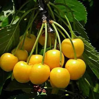 Черешня ЧЕРМАШНАЯ  Черешня ЧЕРМАШНАЯ в Владикавказе