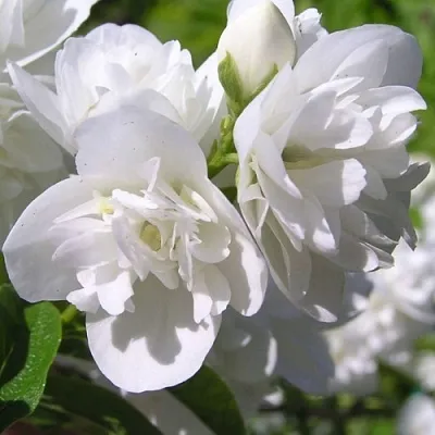 Жасмин ЖИРАНДОЛЬ  Жасмин ЖИРАНДОЛЬ в Владикавказе