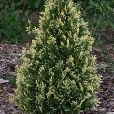 Туя БРАБАНТ ВАРИЕГАТТА западная — описание сорта Туя БРАБАНТ ВАРИЕГАТТА западная в Владикавказе