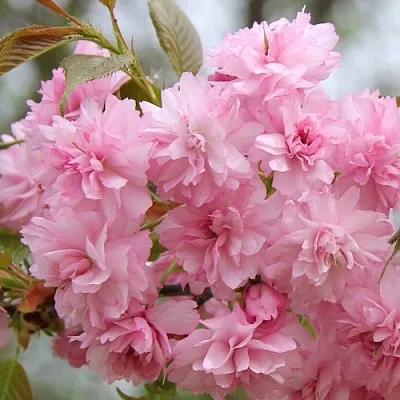 Сакура РОЗЕА ПЛЕНА  Сакура РОЗЕА ПЛЕНА в Владикавказе