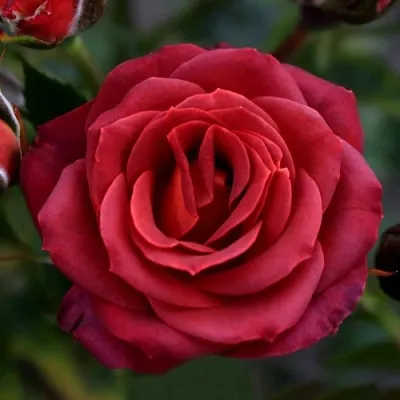 Саженцы роз ЧОКОЧИНО спрей  Саженцы роз ЧОКОЧИНО спрей в Владикавказе