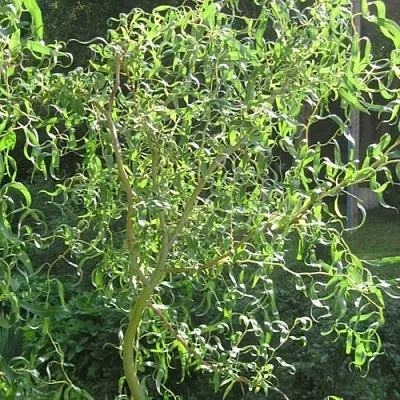 Ива МАТСУДАНА  Ива МАТСУДАНА в Владикавказе