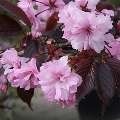 Сакура РОЯЛ БУРГУНДИ  Сакура РОЯЛ БУРГУНДИ в Владикавказе