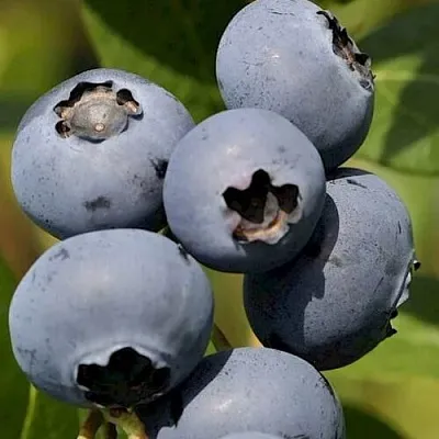 Голубика ЧАНДЛЕР  Голубика ЧАНДЛЕР в Владикавказе