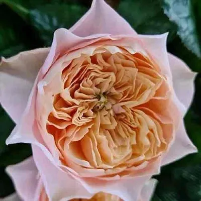 Саженцы роз ВУВУЗЕЛА РОМАНТИК чайно-гибридная  Саженцы роз ВУВУЗЕЛА РОМАНТИК чайно-гибридная в Владикавказе