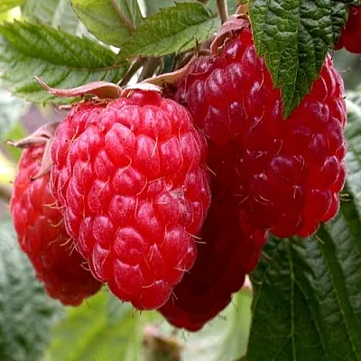 Малина КВЕЛЛИ  Малина КВЕЛЛИ в Владикавказе