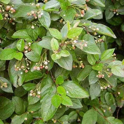 Кизильник блестящий в Владикавказе