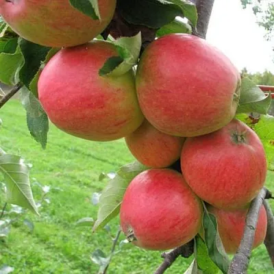 Яблоня ПИККОЛО  Яблоня ПИККОЛО в Владикавказе