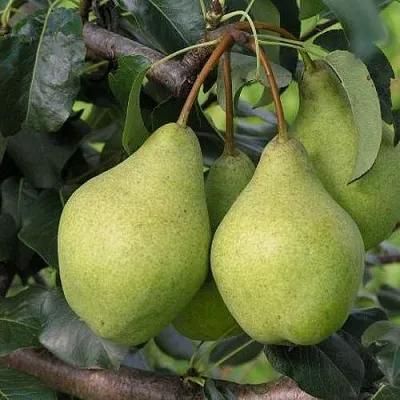 Груша ОРЛОВСКАЯ ЛЕТНЯЯ  Груша ОРЛОВСКАЯ ЛЕТНЯЯ в Владикавказе