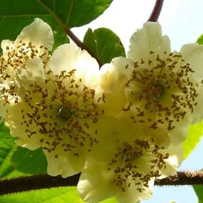 Актинидия АТЛАС (МУЖСКОЙ)  Актинидия АТЛАС (МУЖСКОЙ) в Владикавказе