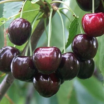 Черешня ЛЮБИМИЦА АСТАХОВА  Черешня ЛЮБИМИЦА АСТАХОВА в Владикавказе