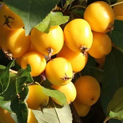 Яблоня ГОЛДЕН ХОРНЕТ декоративная  Яблоня ГОЛДЕН ХОРНЕТ декоративная в Владикавказе