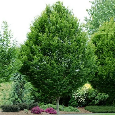 Граб  Граб в Владикавказе