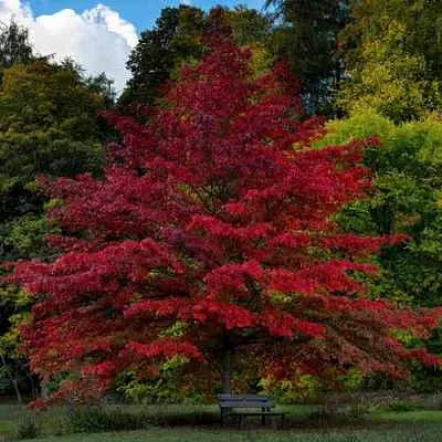 Дуб болотный  Дуб болотный в Владикавказе