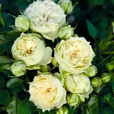 Саженцы роз БЛАНШЕТТ спрей  Саженцы роз БЛАНШЕТТ спрей в Владикавказе