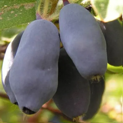 Жимолость съедобная КРУПНОПЛОДНАЯ в Владикавказе