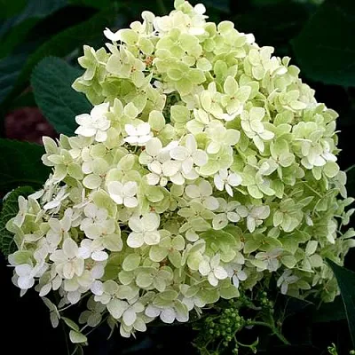 Гортензия СТЕРИЛИС древовидная   Гортензия СТЕРИЛИС древовидная  в Владикавказе