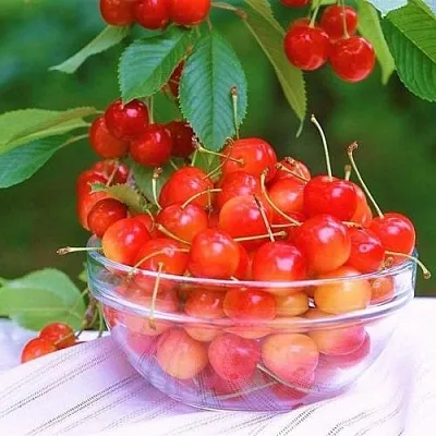 Черешня НАСЛАЖДЕНИЕ  Черешня НАСЛАЖДЕНИЕ в Владикавказе