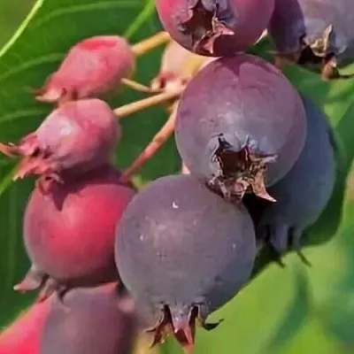 Ирга MANDAN  Ирга MANDAN в Владикавказе