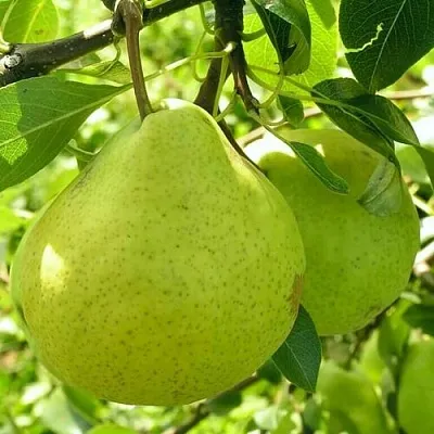 Груша ДАЛИКОР колонновидная  Груша ДАЛИКОР колонновидная в Владикавказе