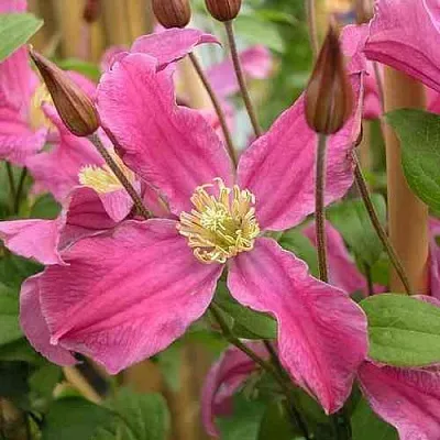 Клематис ИНСПИРЕЙШН ЗОЙН  Клематис ИНСПИРЕЙШН ЗОЙН в Владикавказе