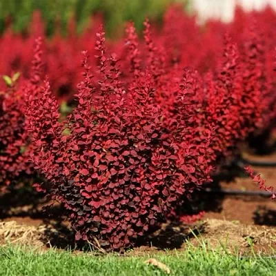 Барбарис ОРАНЖ РОКЕТ тунберга  Барбарис ОРАНЖ РОКЕТ тунберга в Владикавказе