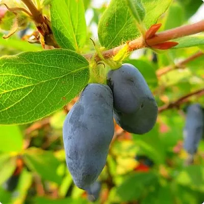 Жимолость съедобная БОРЕАЛ БЛИЗЗАРД (СЕВЕРНАЯ МЕТЕЛЬ) в Владикавказе