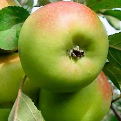 Яблоня БРАТ ЧУДНОГО стелющаяся  Яблоня БРАТ ЧУДНОГО стелющаяся в Владикавказе