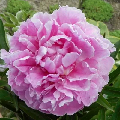 Пион РИМ травянистый  Пион РИМ травянистый в Владикавказе