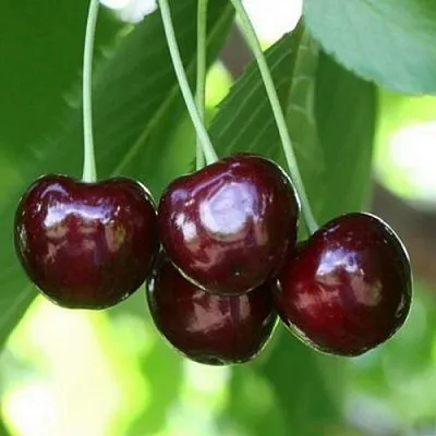 Черешня ЛЕНИНГРАДСКАЯ ЧЁРНАЯ  Черешня ЛЕНИНГРАДСКАЯ ЧЁРНАЯ в Владикавказе