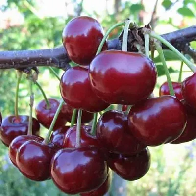 Дюк ИВАНОВНА  Дюк ИВАНОВНА в Владикавказе