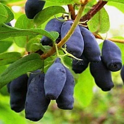 Жимолость съедобная МОСКОВСКАЯ в Владикавказе