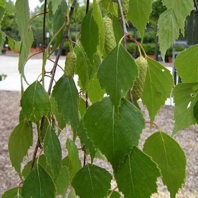 Береза ФАСЦИНЕЙШЕН белая   Береза ФАСЦИНЕЙШЕН белая  в Владикавказе
