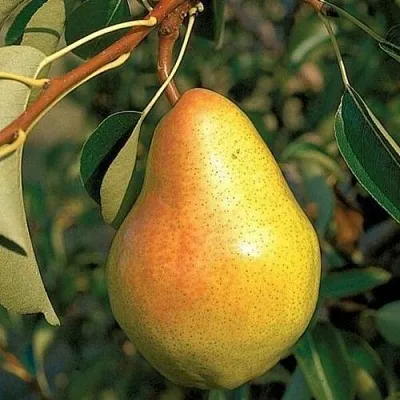 Груша ВЕЛЕСА  Груша ВЕЛЕСА в Владикавказе