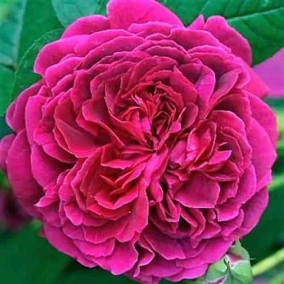 Саженцы роз ВИЛЬЯМ ШЕКСПИР английская  Саженцы роз ВИЛЬЯМ ШЕКСПИР английская в Владикавказе