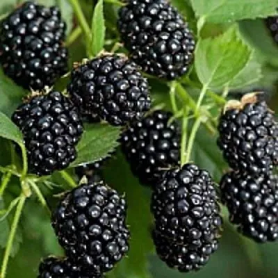 Бесшипная в Владикавказе