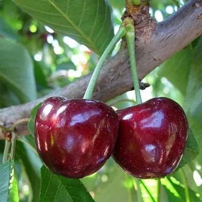 Черешня СЮБАРОВСКАЯ  Черешня СЮБАРОВСКАЯ в Владикавказе