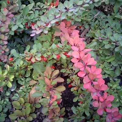 Барбарис ГРИН КАРПЕТ тунберга  Барбарис ГРИН КАРПЕТ тунберга в Владикавказе