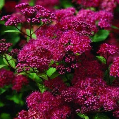 Спирея АНТОНИ ВАТЕРЕР японская  Спирея АНТОНИ ВАТЕРЕР японская в Владикавказе