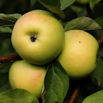 Яблоня ДАНИЛА в Владикавказе