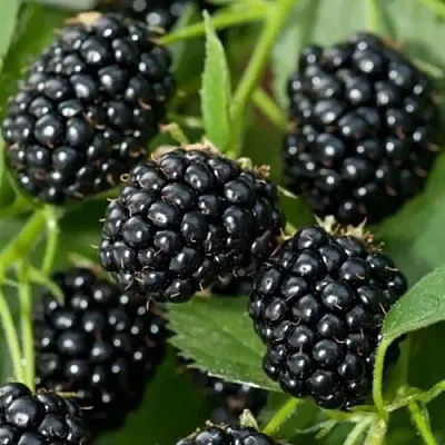 Ежевика ТРИПЛ КРАУН бесшипная в Владикавказе