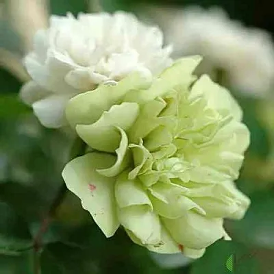 Саженцы роз ГРИН АЙС миниатюрная  Саженцы роз ГРИН АЙС миниатюрная в Владикавказе