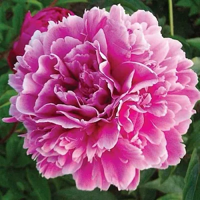 Пион ПУРПУРНАЯ ФЕЕРИЯ травянистый  Пион ПУРПУРНАЯ ФЕЕРИЯ травянистый в Владикавказе