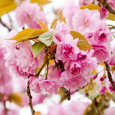 Сакура КАНЗАН  Сакура КАНЗАН в Владикавказе