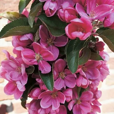 Яблоня ЗЕЛЁНЫЙ БУКЕТ декоративная  Яблоня ЗЕЛЁНЫЙ БУКЕТ декоративная в Владикавказе