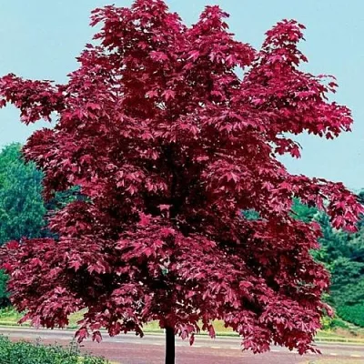 Клен КРИМСОН КИНГ остролистный  Клен КРИМСОН КИНГ остролистный в Владикавказе