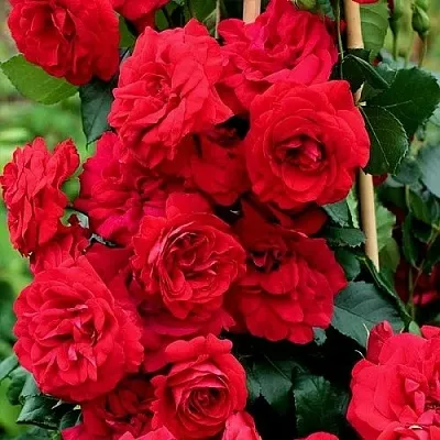 Саженцы роз АМАДЕУС плетистая  Саженцы роз АМАДЕУС плетистая в Владикавказе