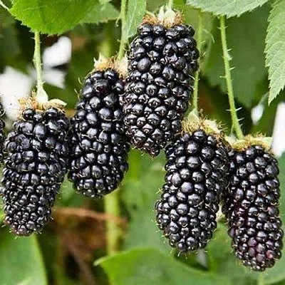 Ежевика КАРАКА БЛЭК в Владикавказе