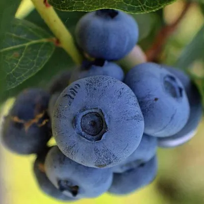 Средние сорта  Средние сорта в Владикавказе