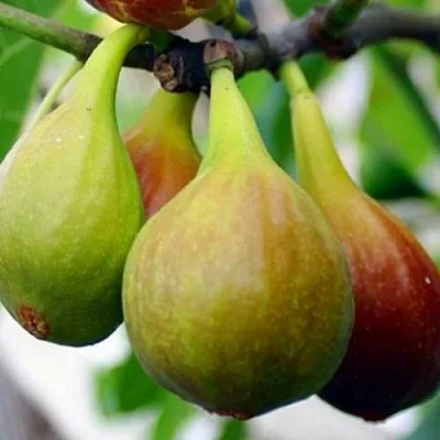 Инжир ДАЛМАТСКИЙ в Владикавказе